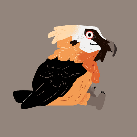 @birbs_borbs Bearded Vulture Plush  by Makeship.
